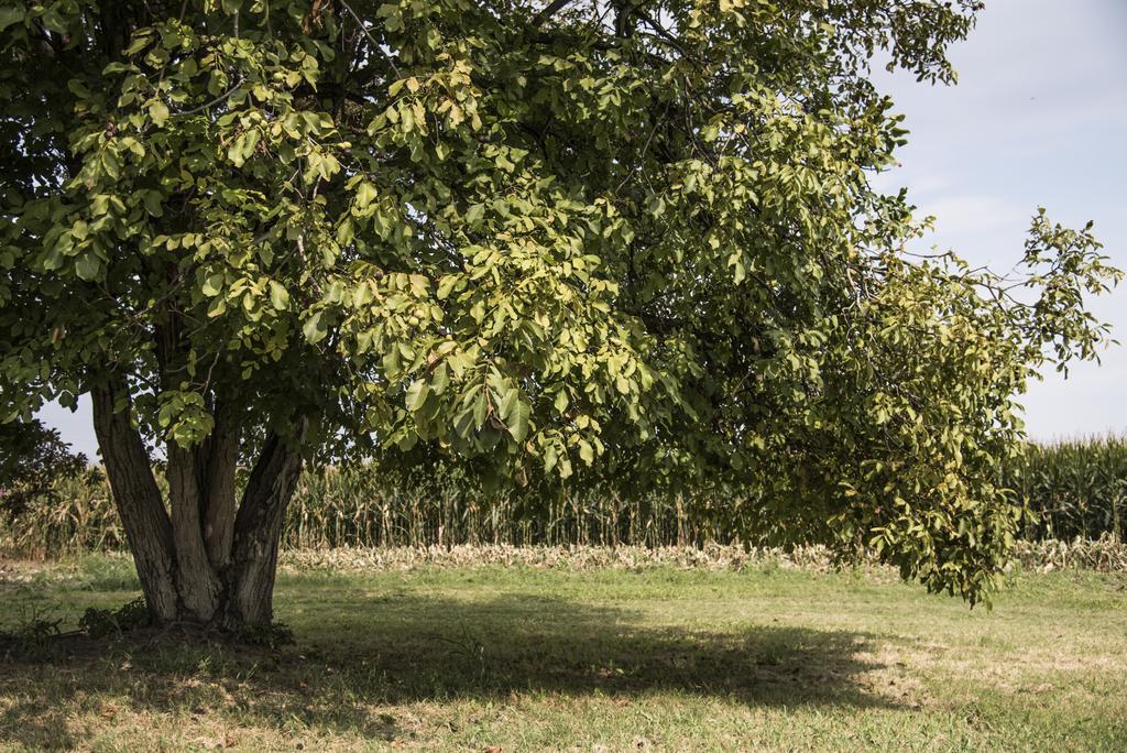 Agriturismo Corte Ruffoni Zevio Экстерьер фото